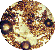 O.e. Spore