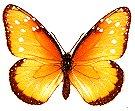 Queen - Danaus gilippus