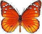 Tropic Queen - Danaus eresimus