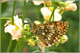 Heath Fritillary © Paul Chesterfield