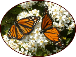 Monarch Butterflies - photo © Nigel Venters