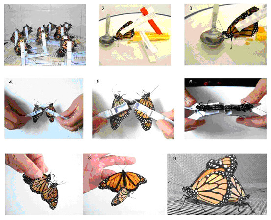 Hand-pairing Monarchs - steps 1-9