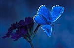 Adonis Blue Butterfly