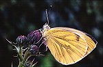 Green-venied White butterfly