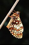 Heath Fritillary butterfly