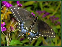 Eastern Black Swallowtail - photo © Oscar Gutierrez