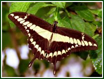 Giant Swallowtail - photo © Oscar Gutierrez