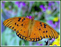 Gulf Fritillary © Oscar Gutierrez