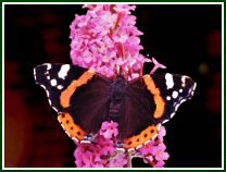 Red Admiral - photo © Paul Chesterfield