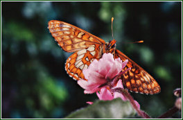 Scarce Fritillary © Paul Chesterfield