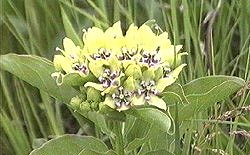 Green Milkweed - photo © Monarch Watch