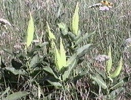 Green Milkweed - Linda Rogers