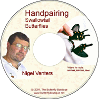 Handpairing Swallowtail Butterflies
