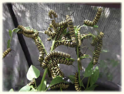 Monarch caterpillars