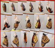 Monarch Emergence Sequence