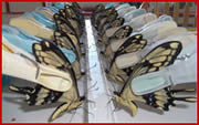 Feeding Swallowtails