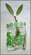 FLOSpac