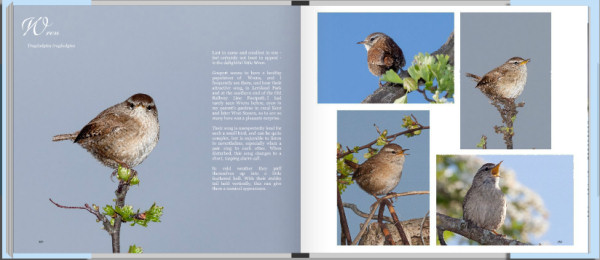 Birds of Gosport - inside pages